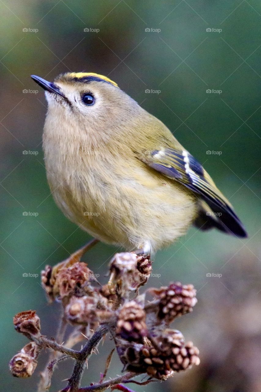 Goldcrest 