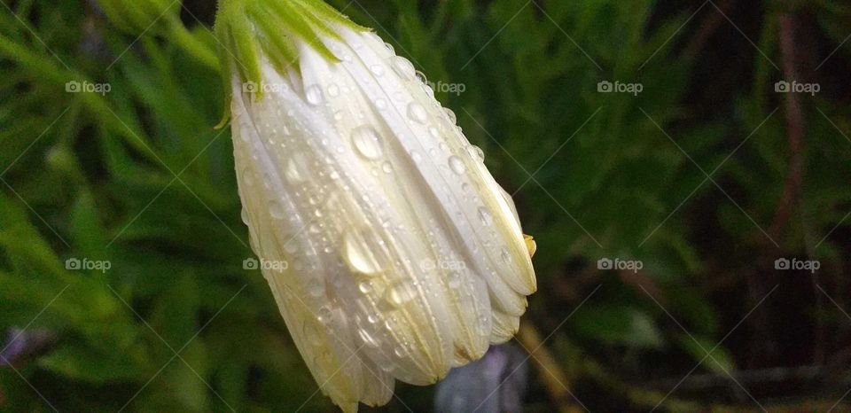 Flower#drops#water