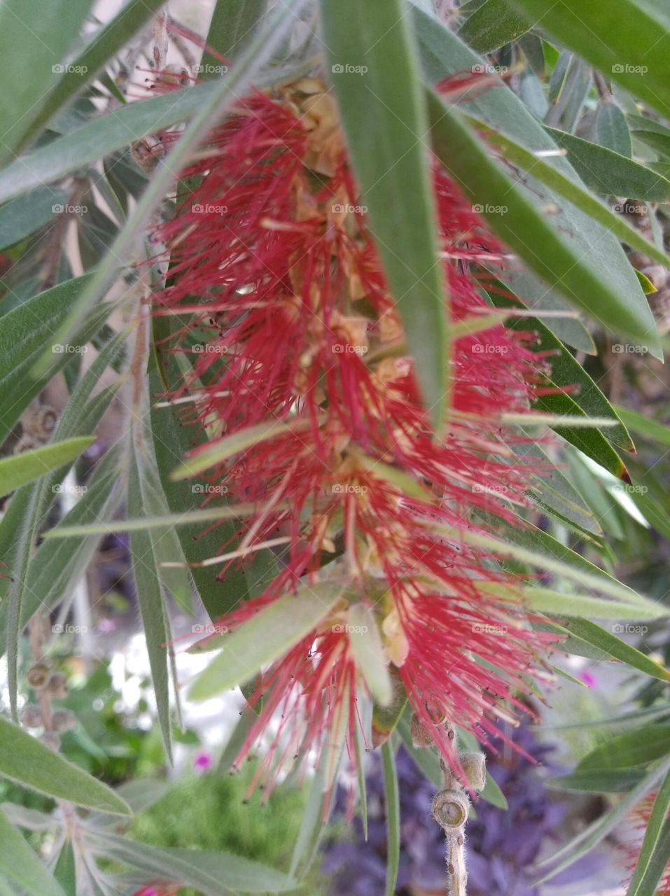 red flower bottle brush seasonal fresh shurb small size looks very beautiful generally found everywhere