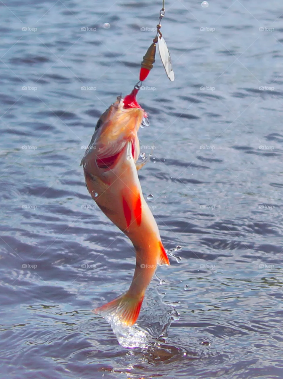 Fish caught, ulo, ear, fish shoal, fish soup, scales, fish day, fish dish, fishing, catch of yazia, river, tundra, fish place, fish photo, catch photo,
