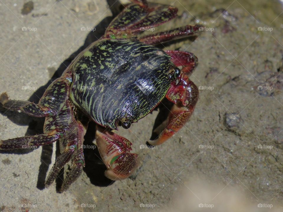 Multi-Colored Crab