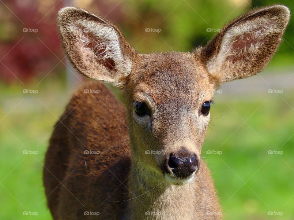 A young deer approaches a field of grass to forage in the Autumn months of Washington State