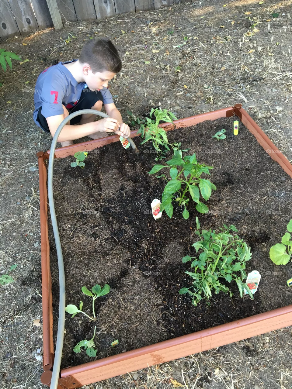 Soil, Growth, Garden, Leaf, Greenhouse