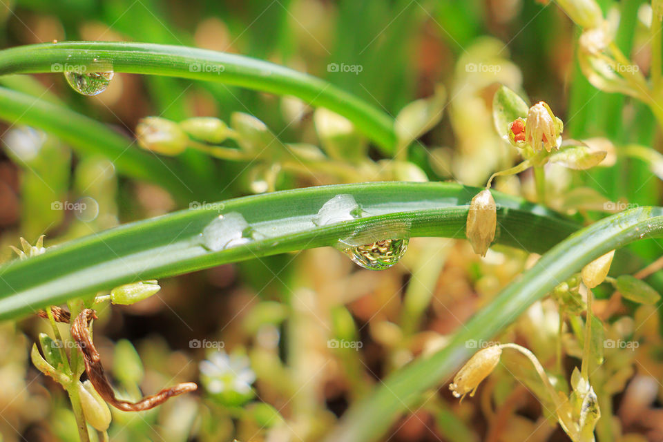 Water drops on the green plant