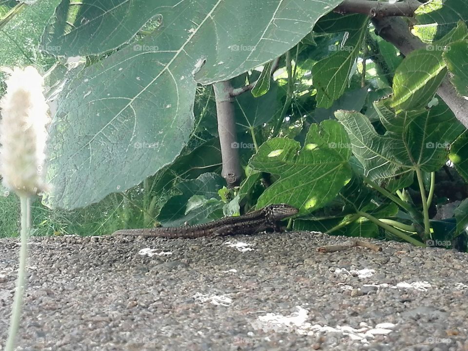 lizard on fig tree