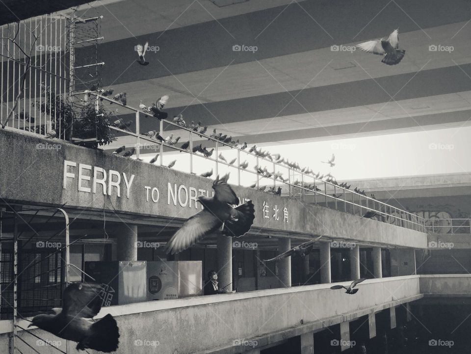 Pigeons living at the ferry terminal.