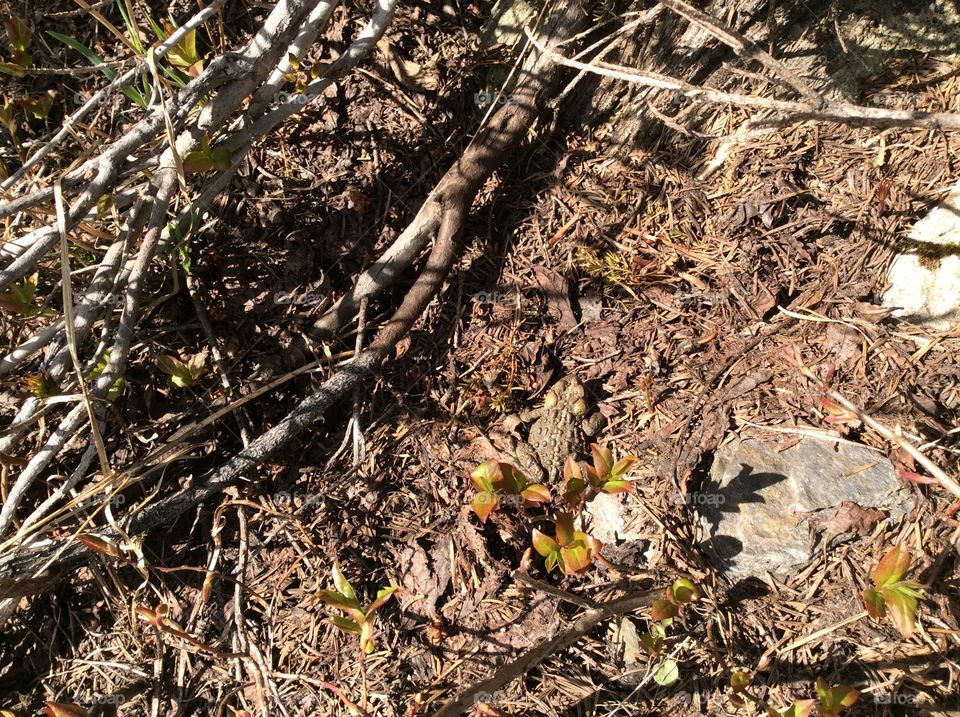 Can You Spot the Rocky Mountain Toad?
