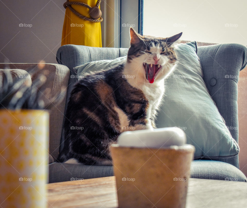 Cat on the chair