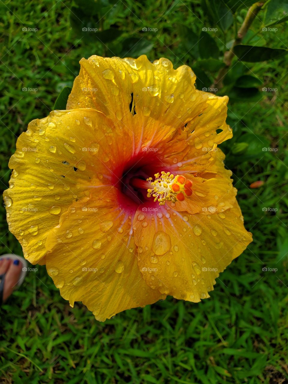 exotic yellow hibiscus