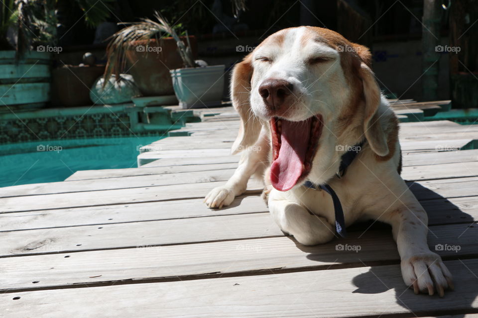 Big yawn from Billy the beagle on this afternoon