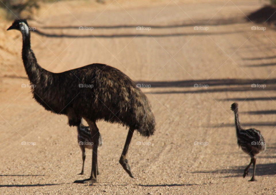 Emu and chicks.