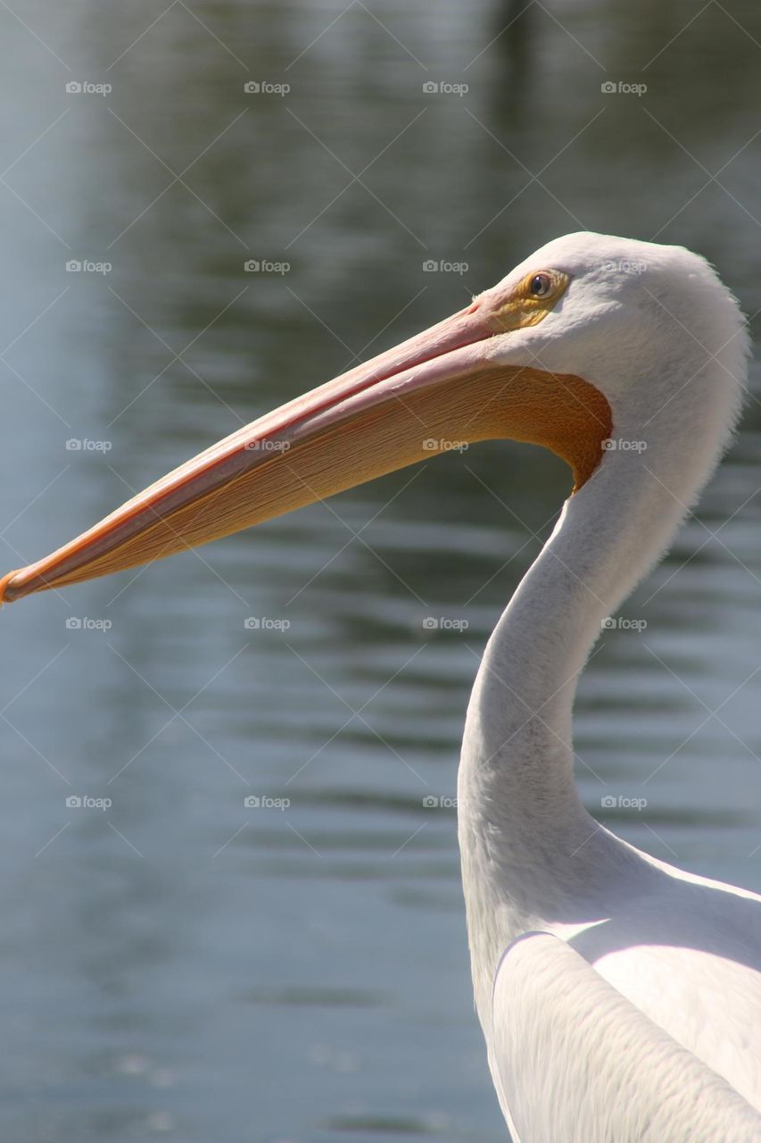 White Pelican's Beak on Display