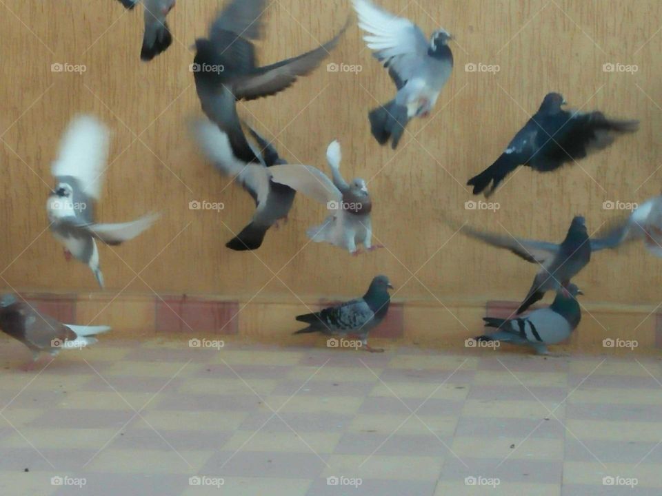 flock of pigeons in flight.