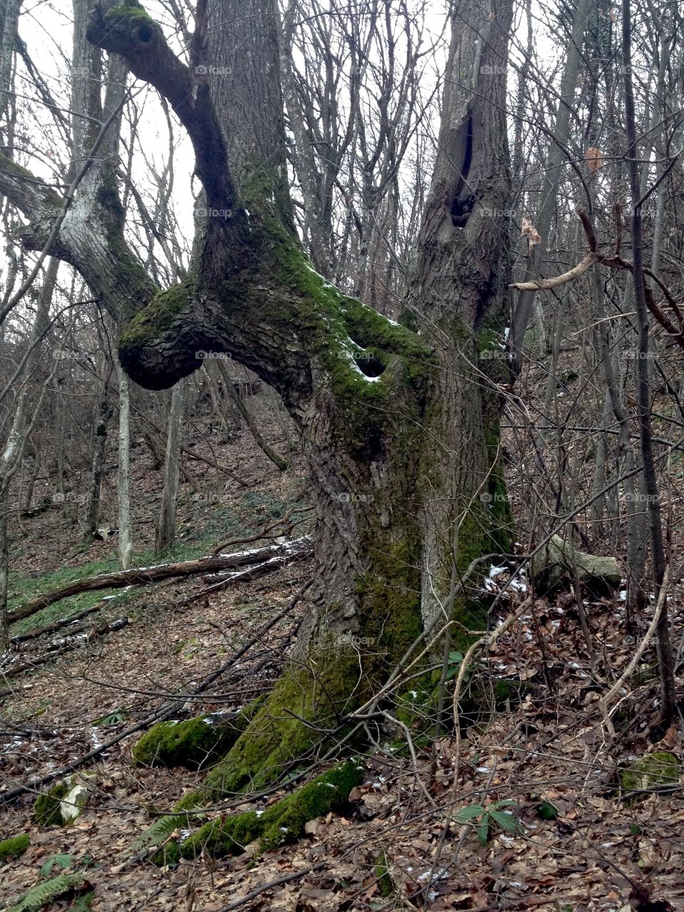 Lonely giants deep in the woods