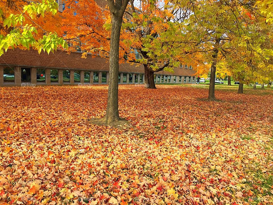 Beautiful carpet of fall leaves 