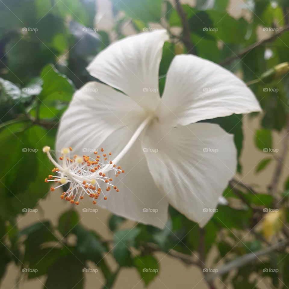 Beautiful White Hibiscus flower