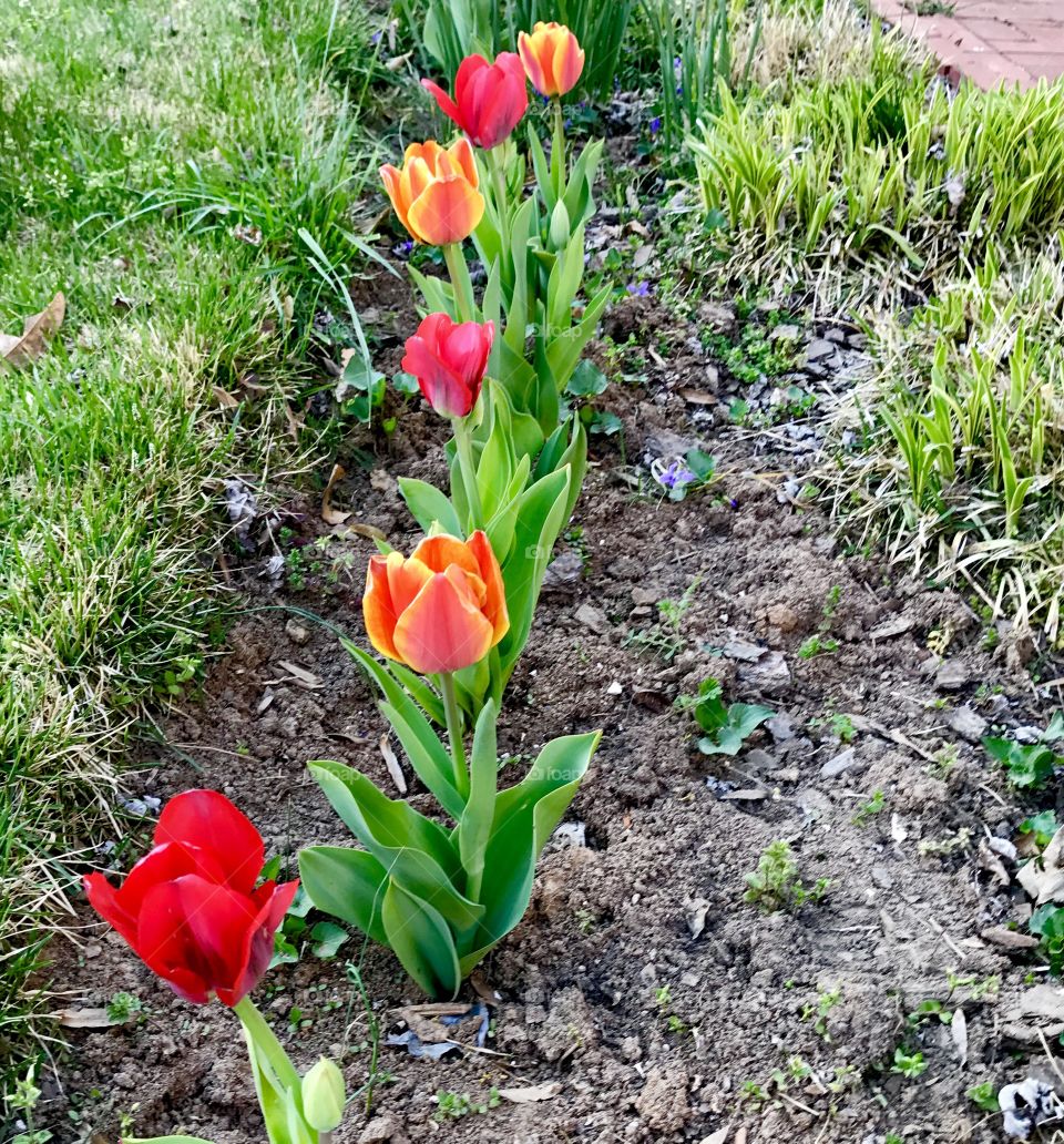 Line of Tulips