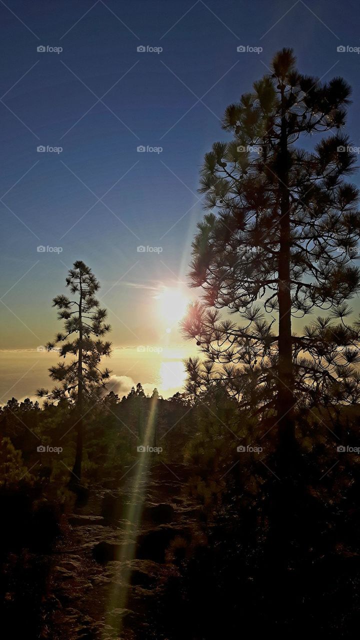 the sun shines beautifully trough the pine forest high above the clouds