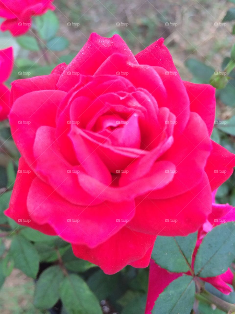 Weird colored rose