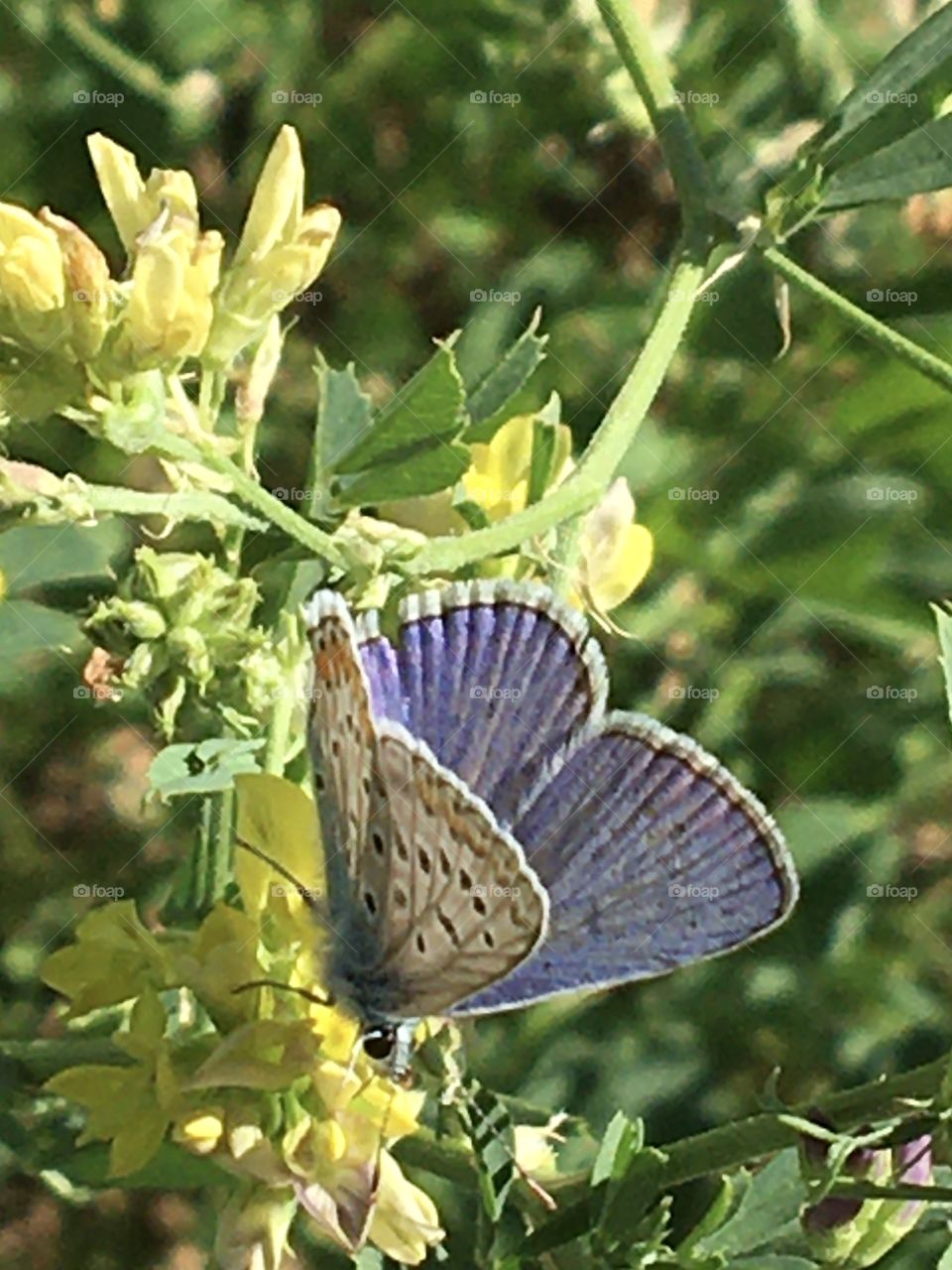 Blue butterfly 