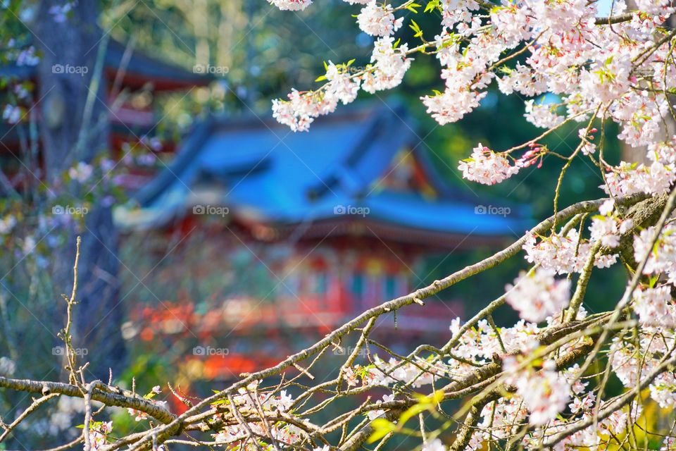 Cherry Blossoms With Japanese Pagoda