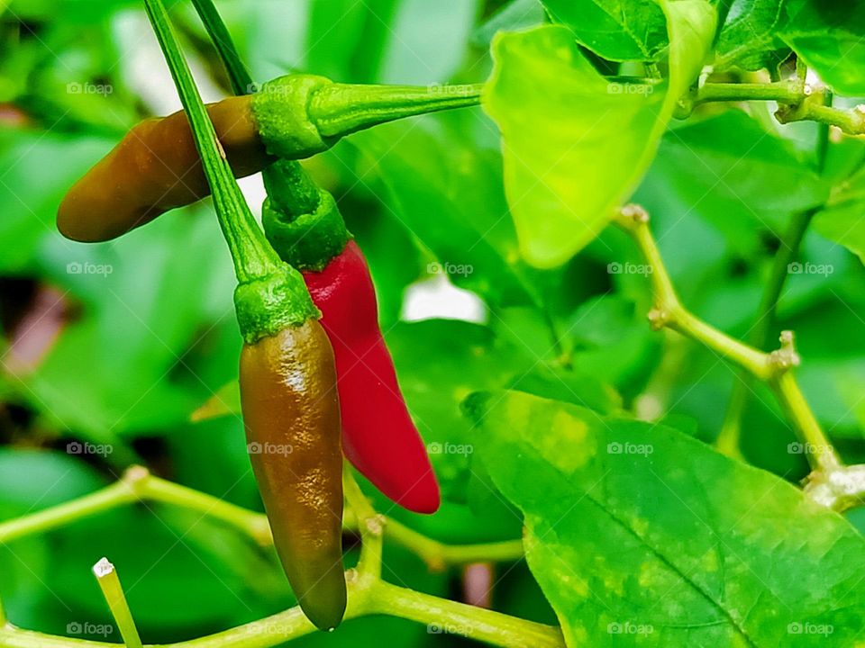 Bird's eye chillies on the branches.A Fruiting bird's eye pepper plant.Chilli padi birds eye, chilli padi red birds eye,cili Api or cili padi photo taken from Kepala Batas, Penang, Malaysia.