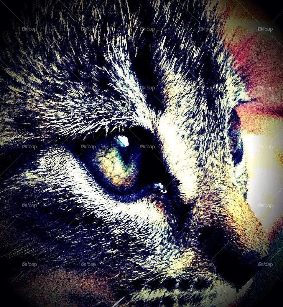 sweden dark cat colours by smartini65