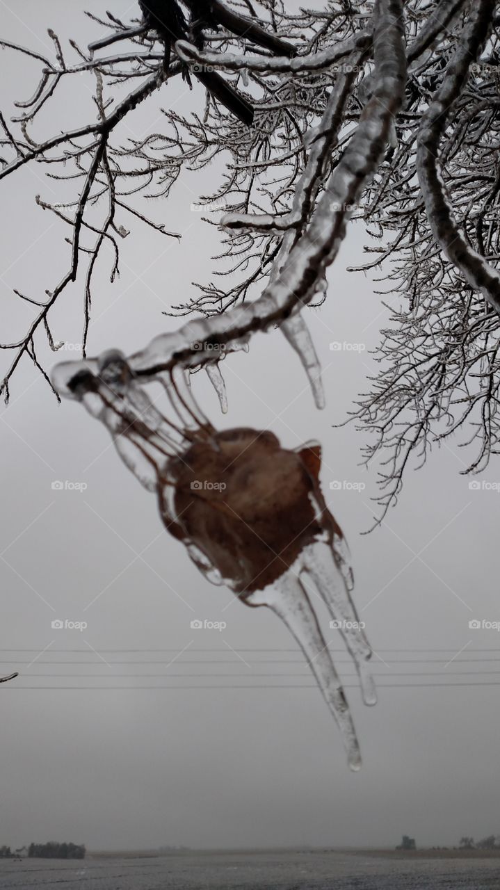 icy branch