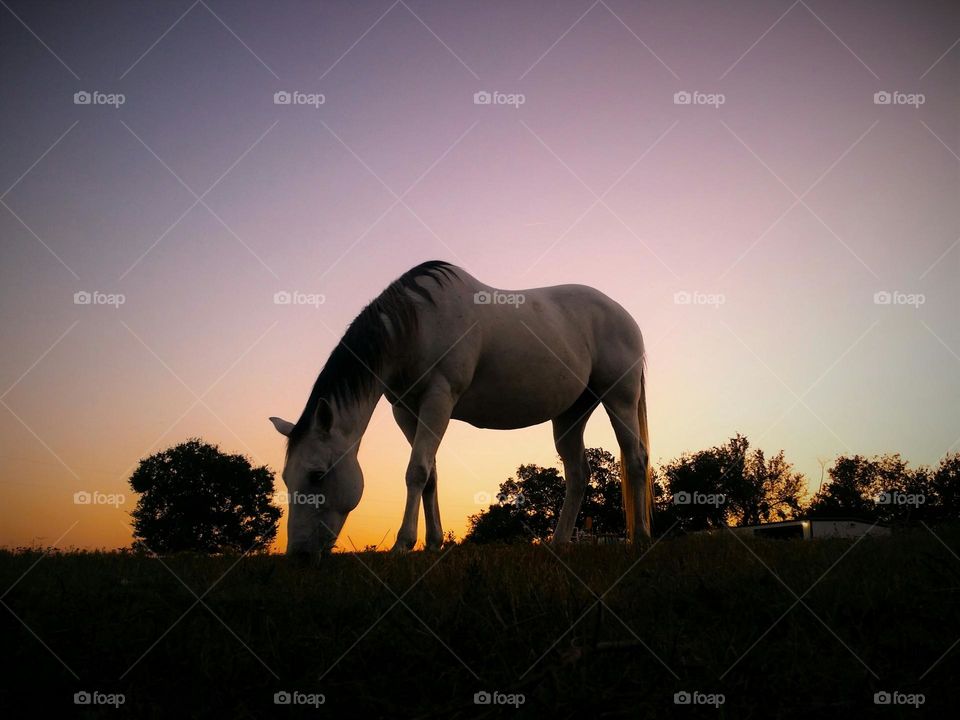 Grazing Horse at Sunset
