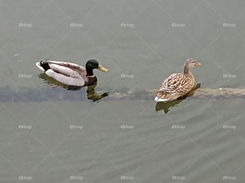 mallards