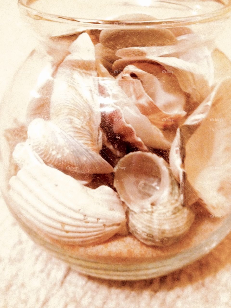 Sea Shells