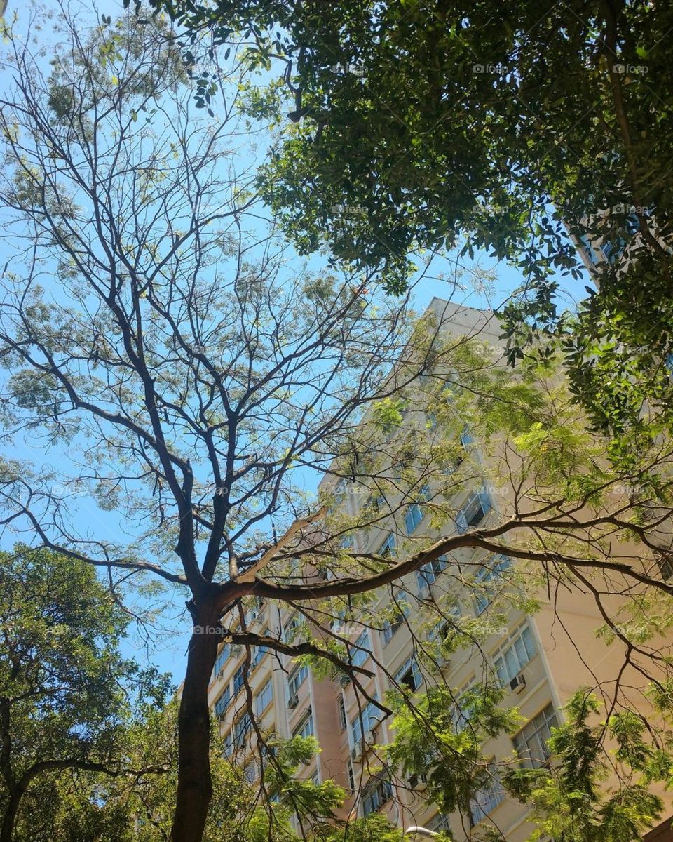 tree and building