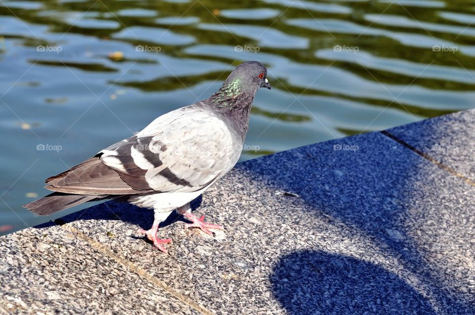 Pigeon. 