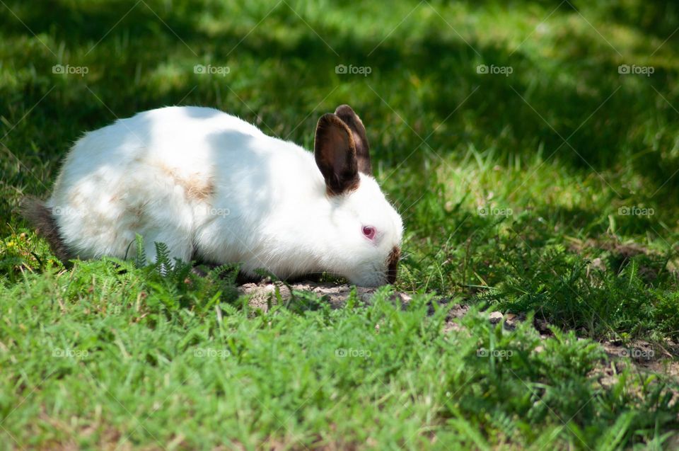 white rabbit with black ears nibbles green grass, easter bunny, symbol of the year 2023