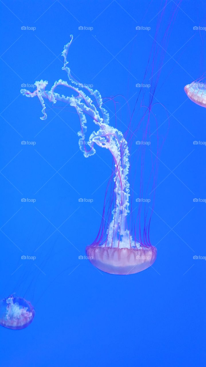 jellyfish detail...