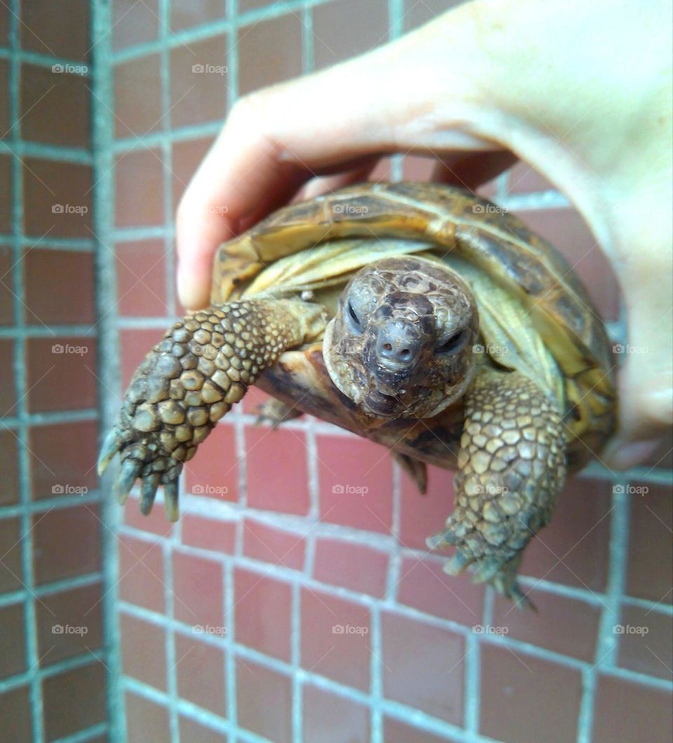 turtle 🐢 pet in the hand