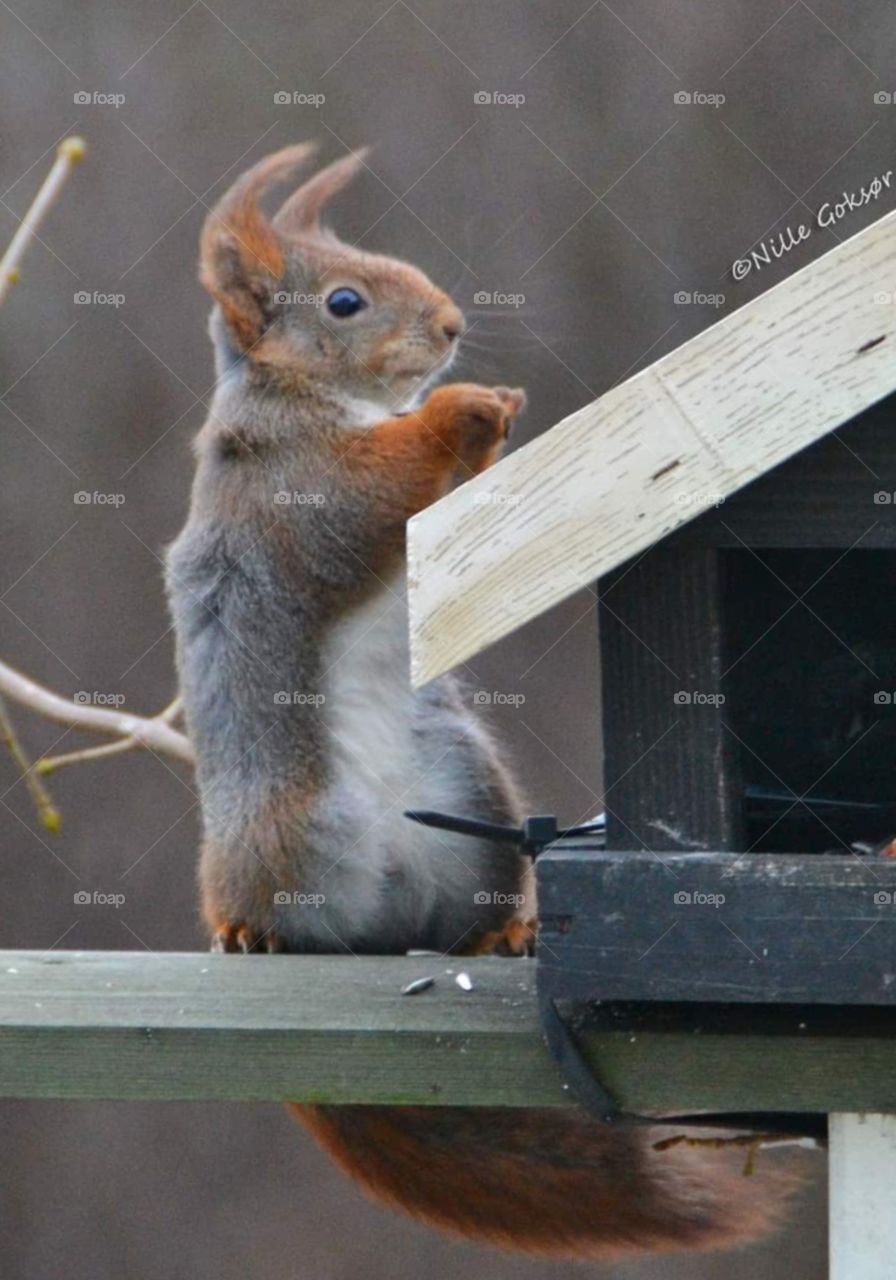 Oh! It's a little bit windy today...