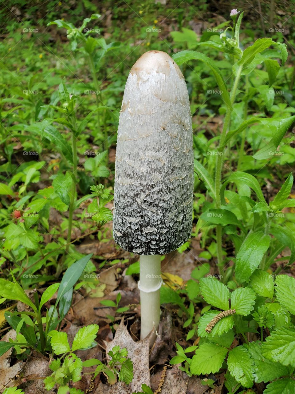 mushroom one green woods