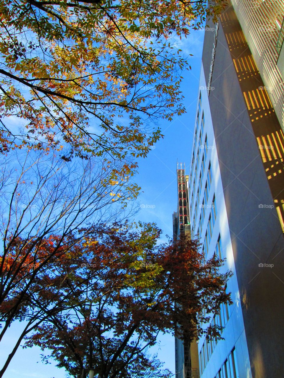 fall in osaka, japan