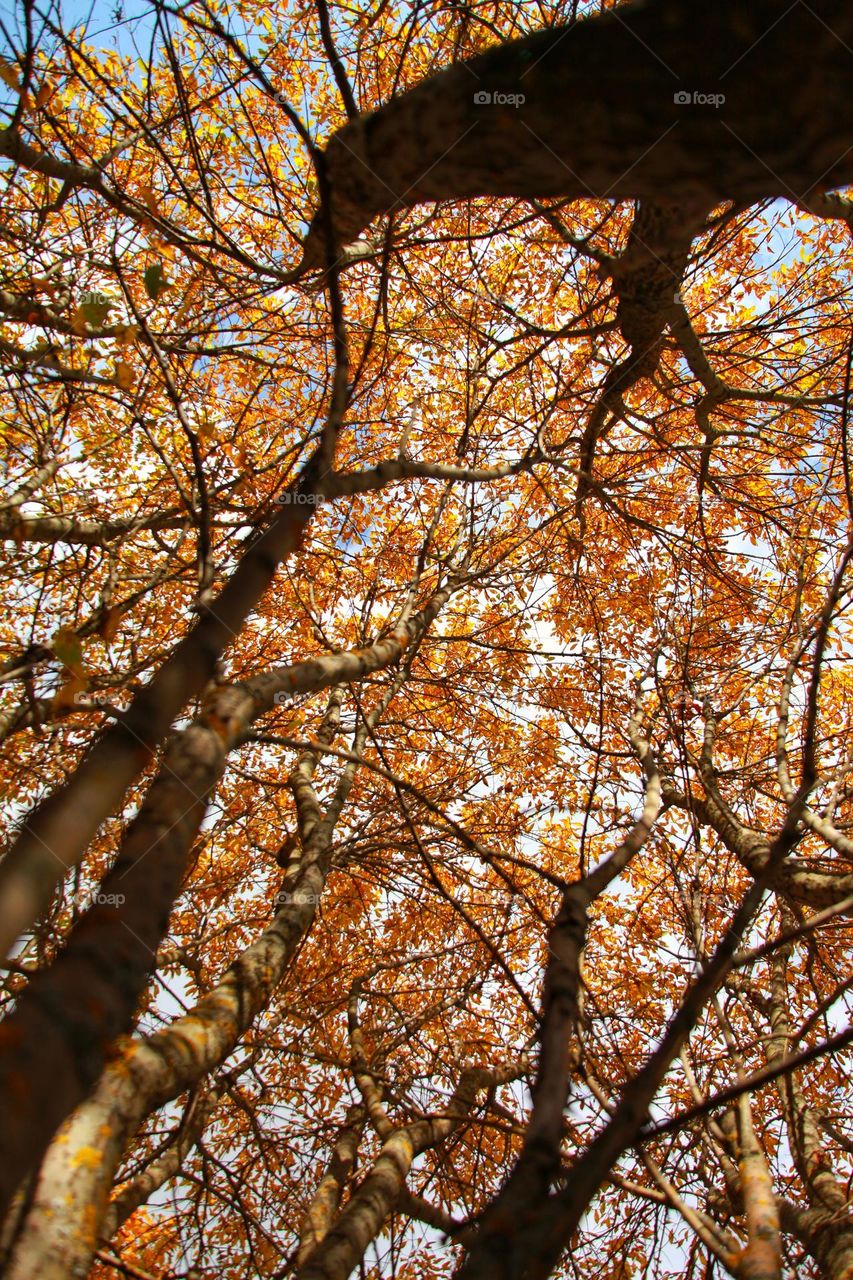 autumn landscapes and trees in colorful outfits