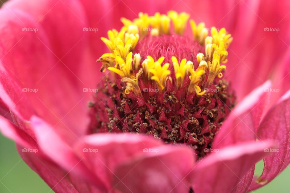 Blume Macro