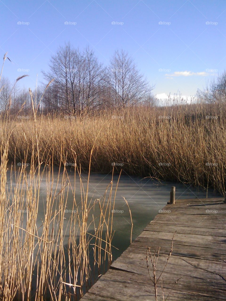 pond