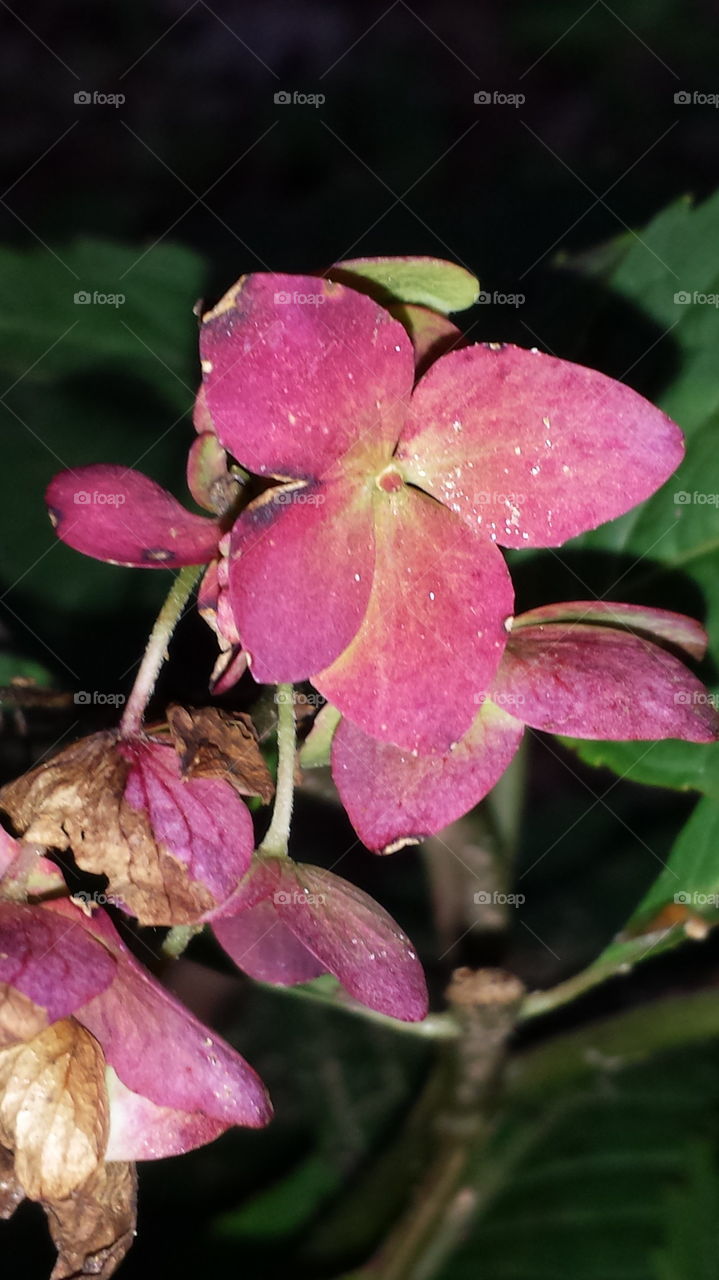 hydrangea flower