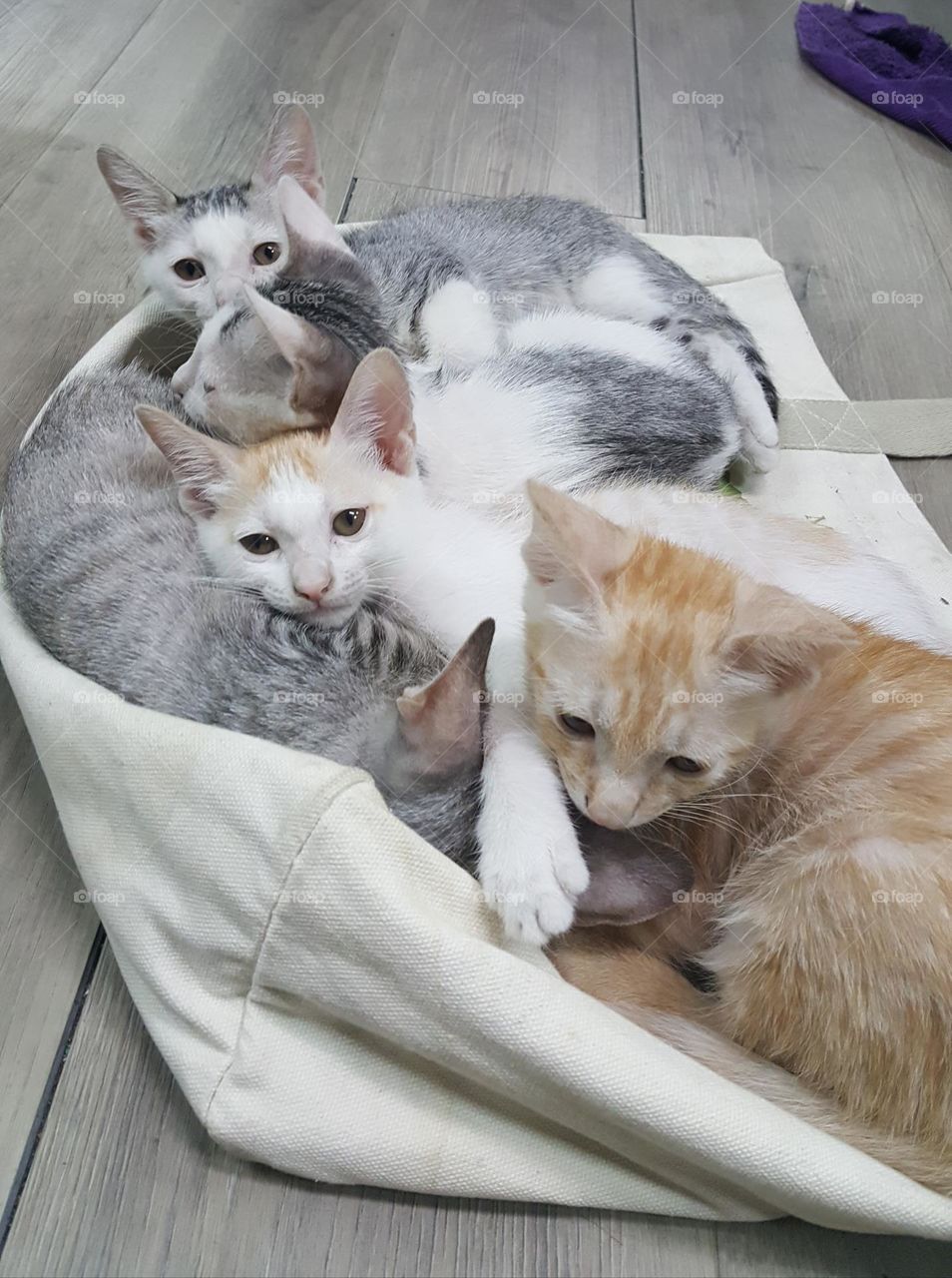 lots of cats on the bag