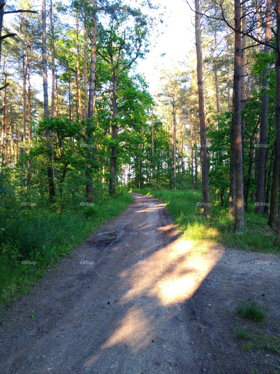 way in forest