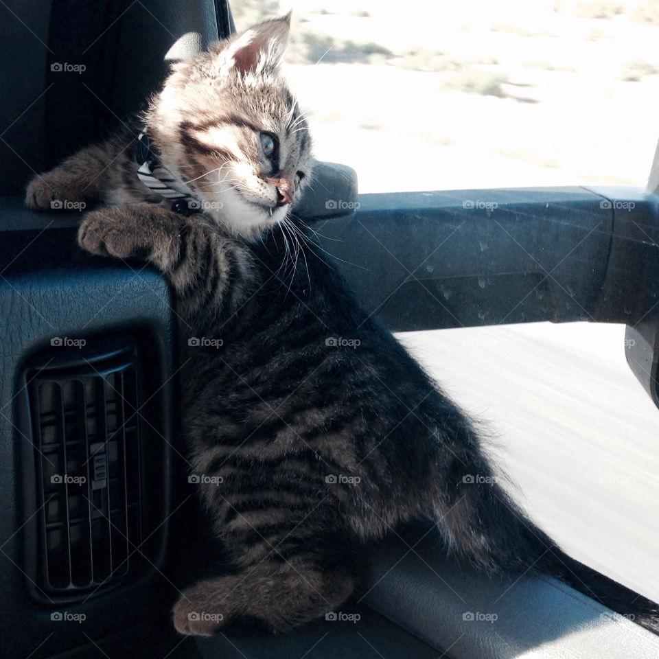 Kitten in moving truck looking out the window at the passing scenery of California