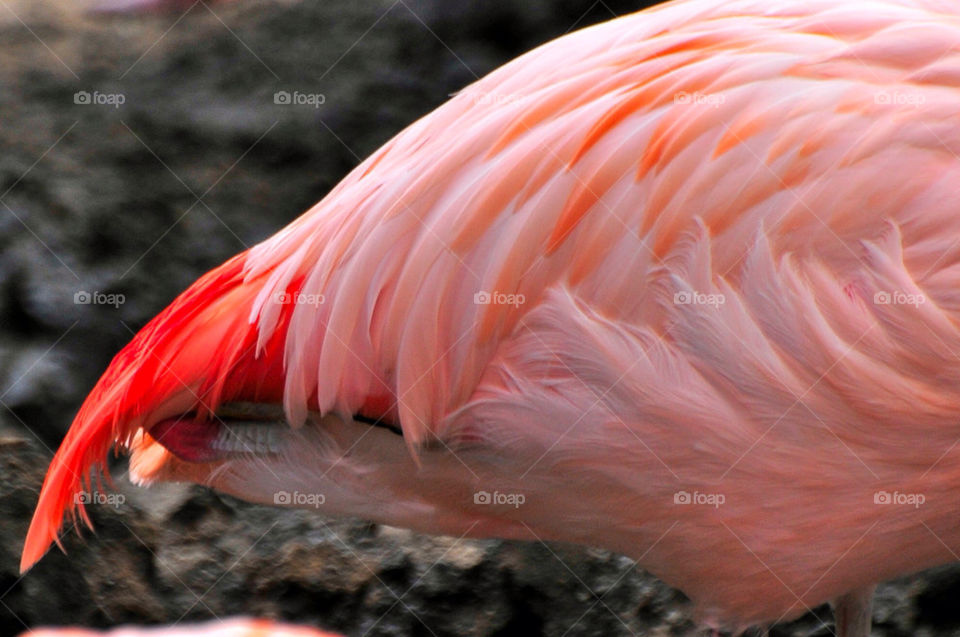 pink pattern orange feather by sgkraus
