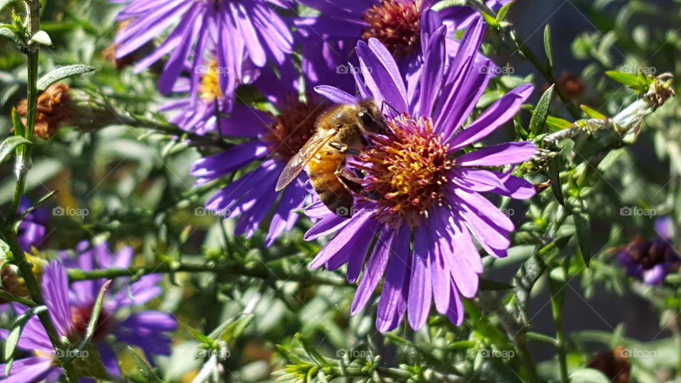 Nature, Flower, Summer, No Person, Flora