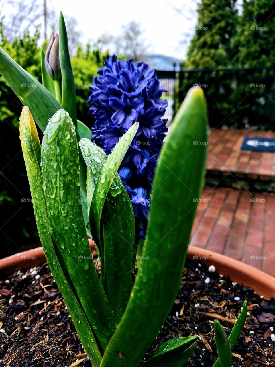 rainy hyacinth