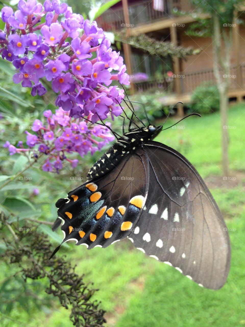 Butterfly on a flower